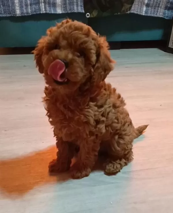 Anne Altından Uygun Orjinal Poodle Bebekler