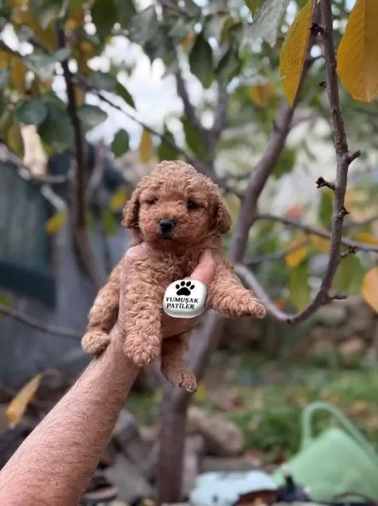 Sağlıklı Toy Poodle Yavrumuz