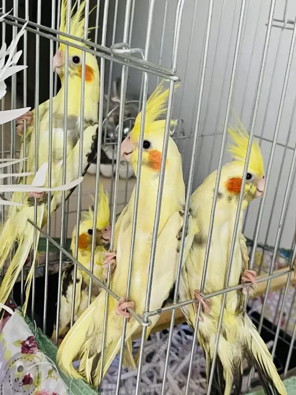 Adana Pied Sultan Papağani Yavrulari
