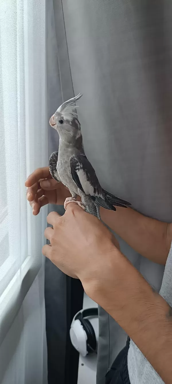 Yavru Sultan Papağanlar