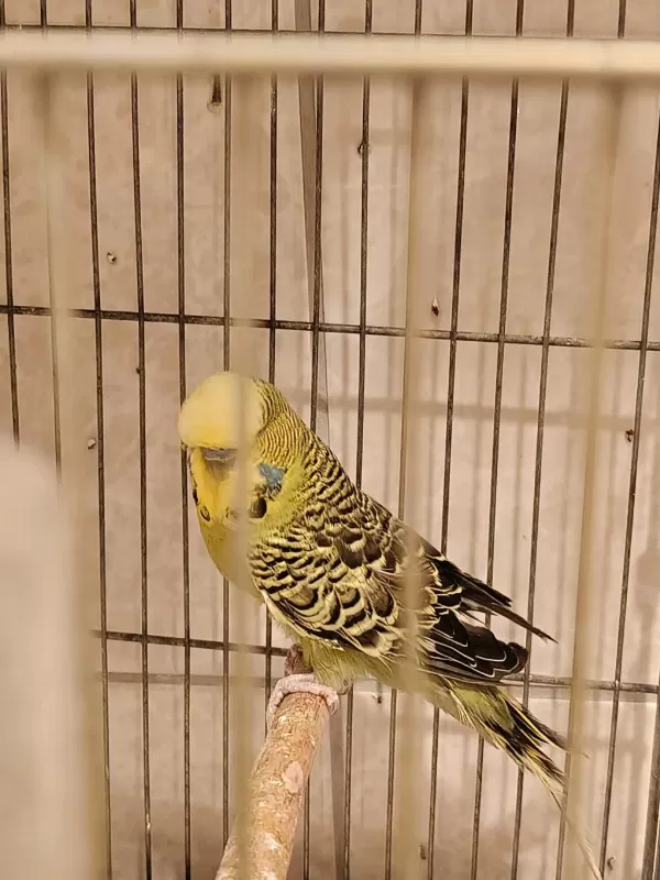 Show Jumbo Muhabbet Kuşlari