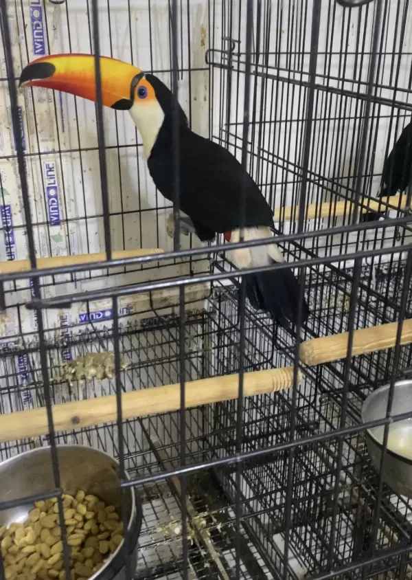 Taka Tucan Papağani Faturali