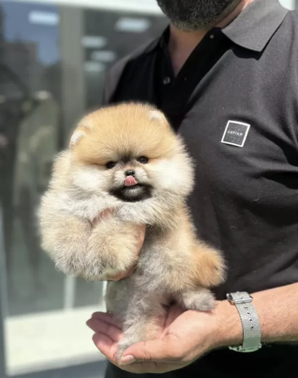 Pomeranian Boo Köpekler