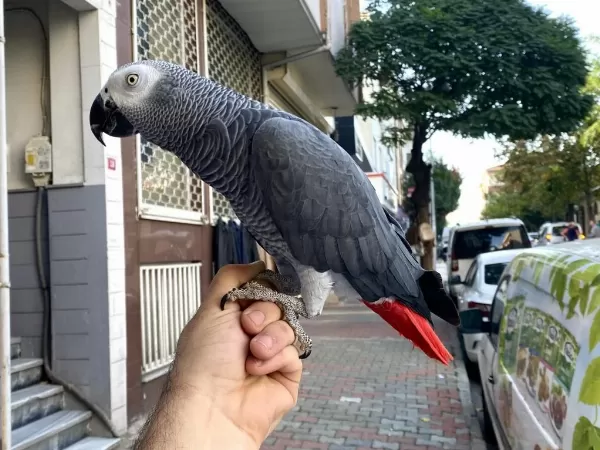 100 Kelime Konuşan Full Evcil Geveze Jako