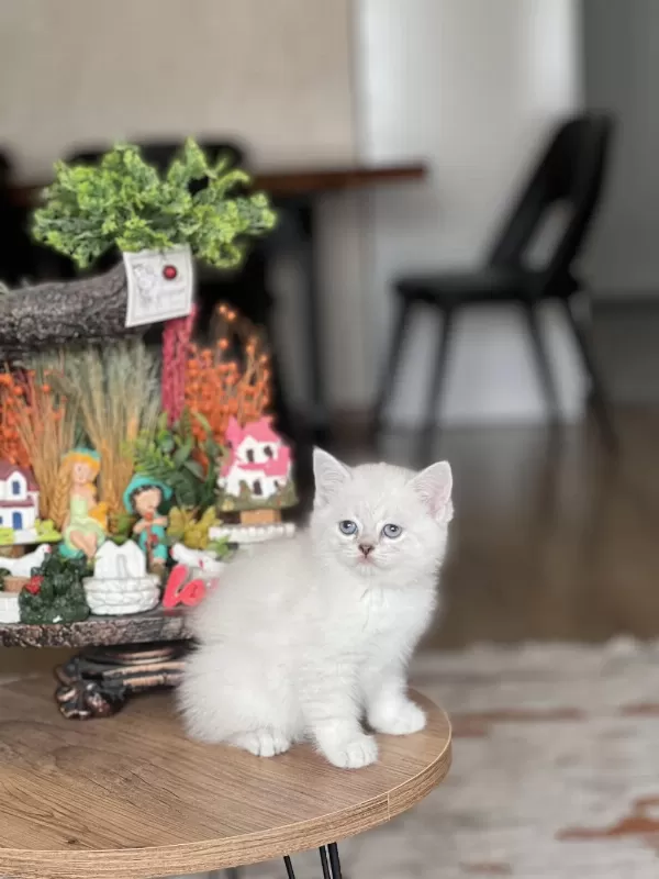 Safkan Oyuncu Güzellik British Shorthair Yavrum