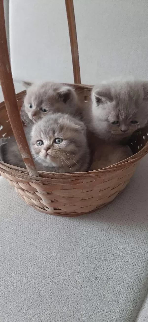 Ücretsiz Sahiplendirme British Shorthair