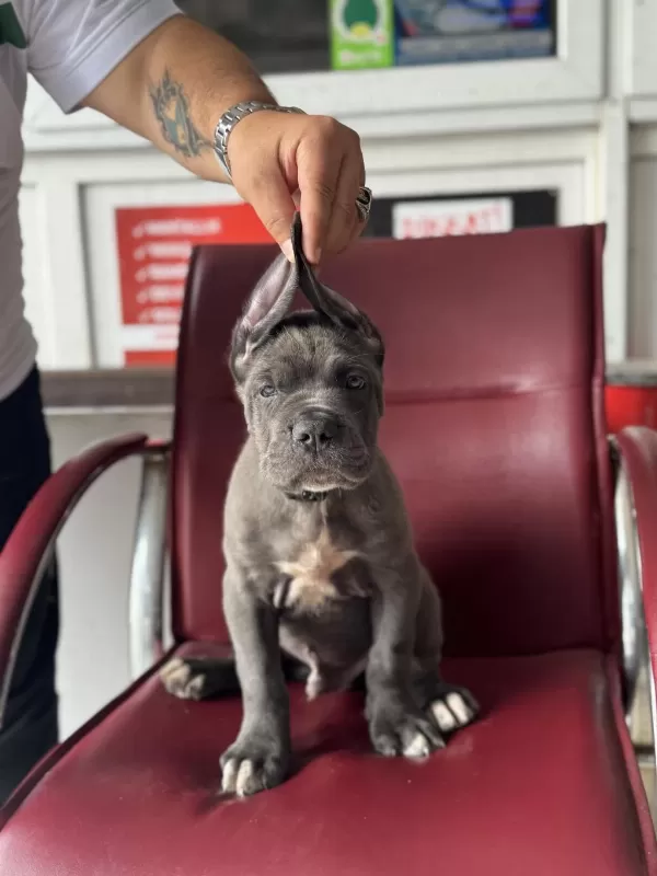 Dev Bebekler A Kalite Cane Corso