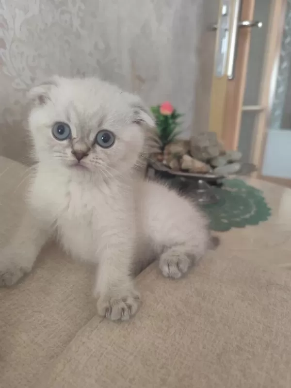 Safkan Kalite Scottish Fold İsteyen Buyursun