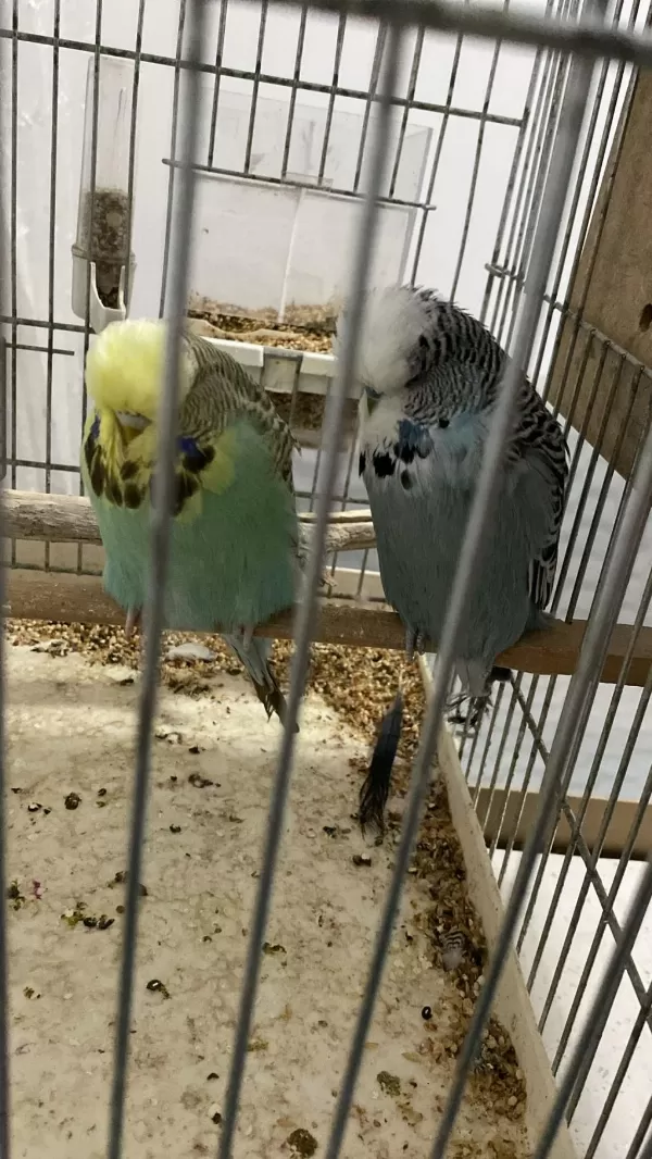 Sahibinden Hazır Takım Show Jumbo Muhabbet Kuşu