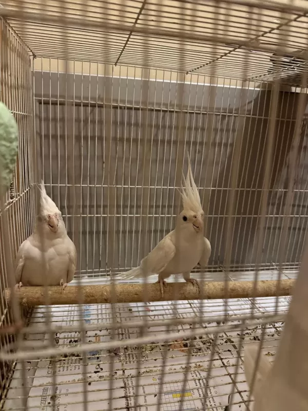 Albino Sultan Papağanı