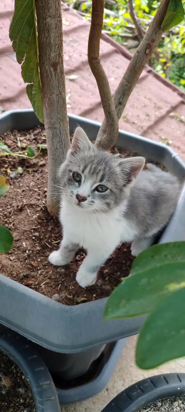 Sağlıklı Gri Yavru Kediler