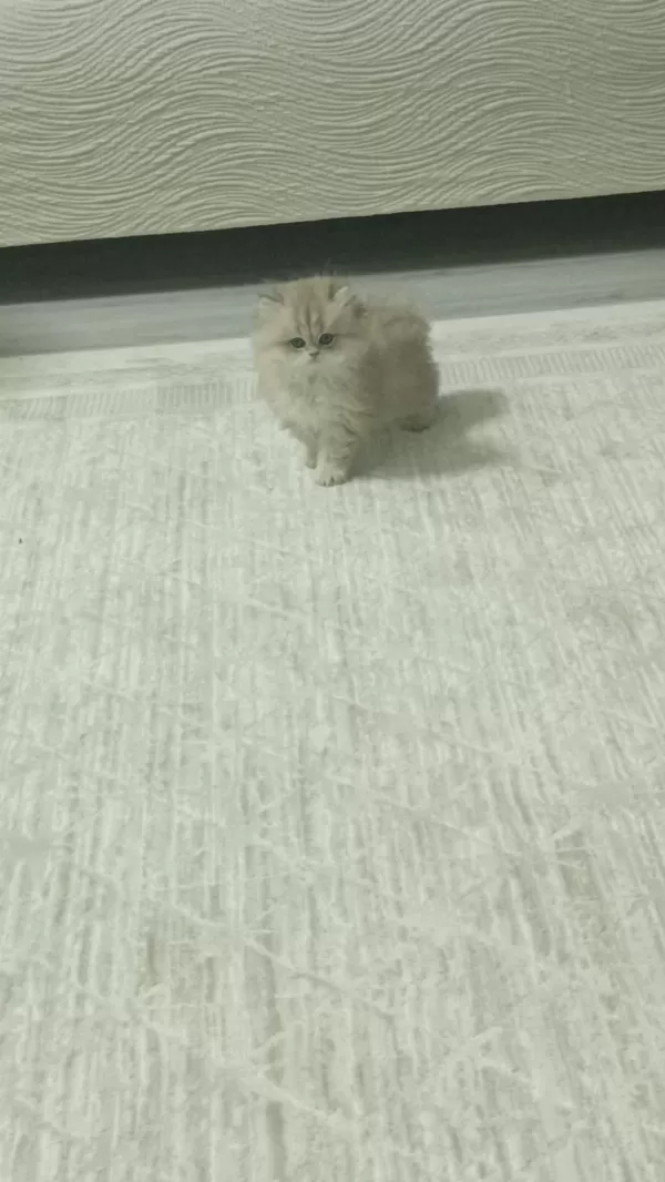 3 Aylık British Longhair Scr Li Safkan