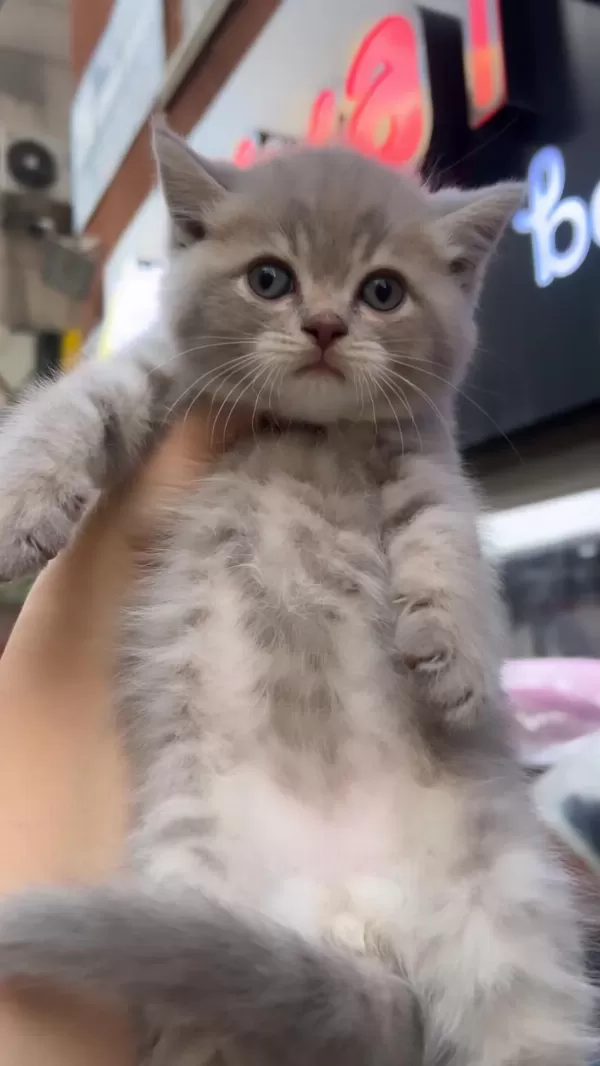 British Shorthair Lilac Top Kafa Erkek