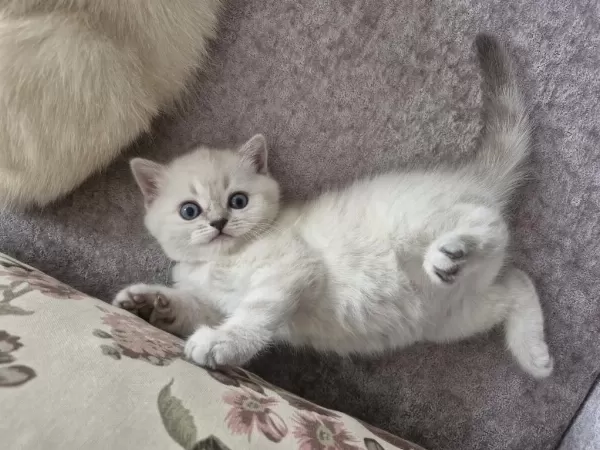 Çok Tatlış British Longhair Kediler