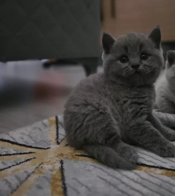Ayı Kafa Gri Yavru British Shorthair