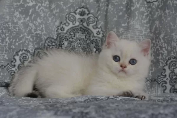 Erkek Golden Point British Shorthair