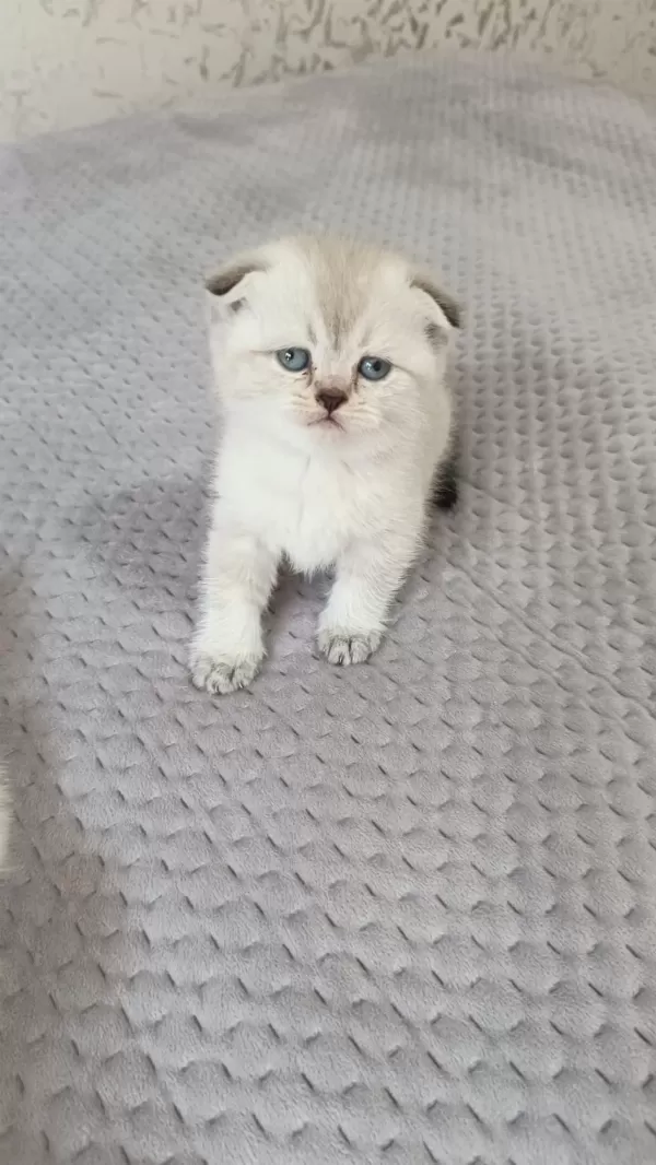 British Shorthair Yavrular Sahiplendirilecektir