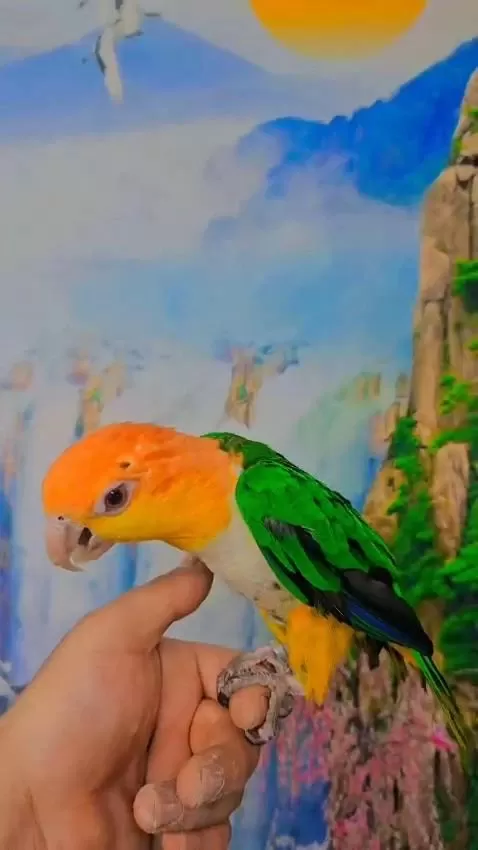 Full Evcil Caique Maskot