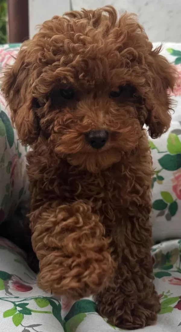 Toy Poodle İrk Garantili Yavrular