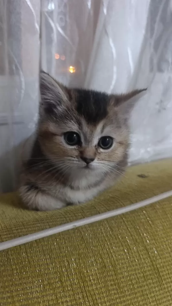 Sevimli Tam Bir Oyuncu Kedidir