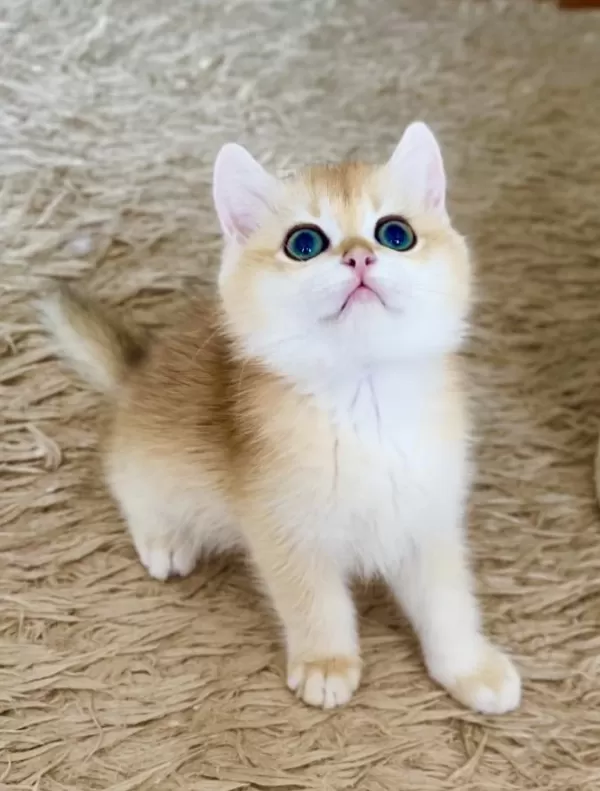Safkan British Shorthair Golden Ny12 Erkek Yavru