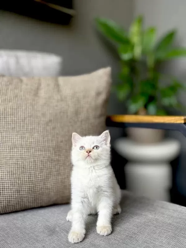Birbirinden Güzel British Shorthair Yavrularim