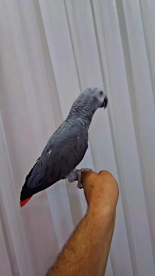 Full Evcil Oyun Hamuru Gibi Jako