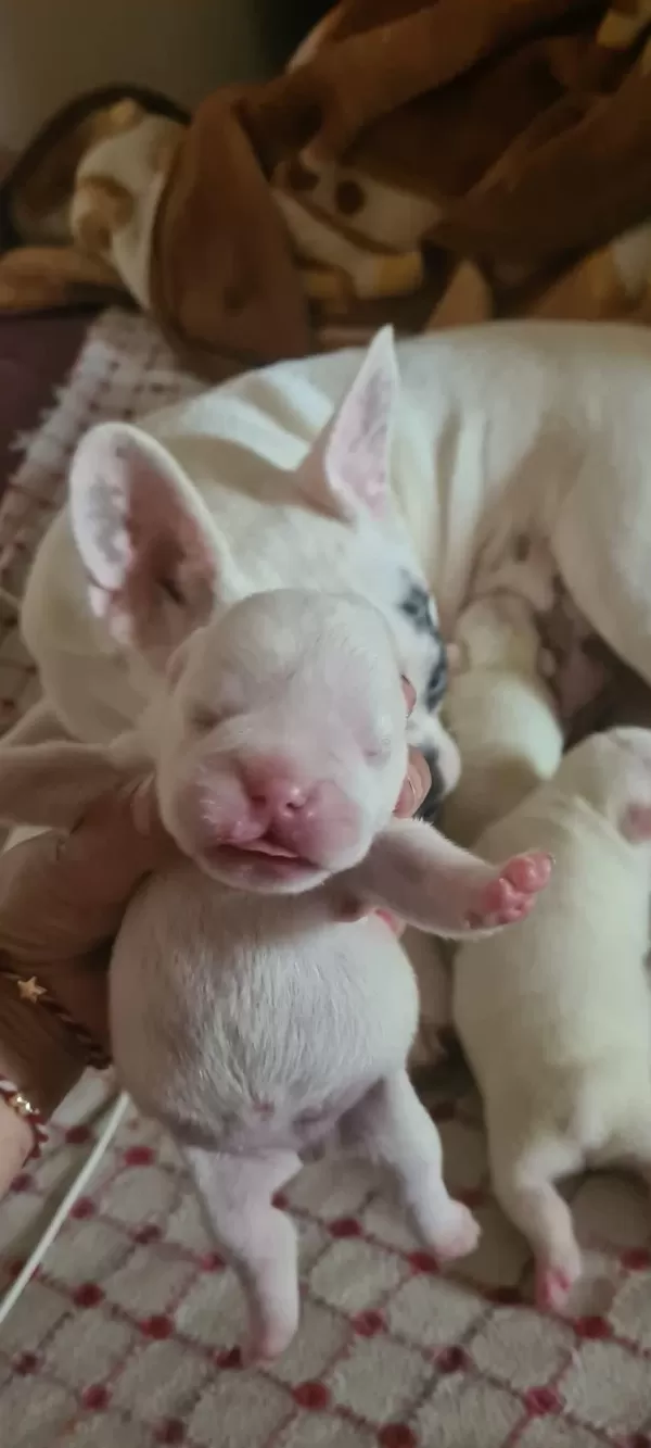 3 Haziran Doğumlu Beyaz Mavi Göz French Bulldog