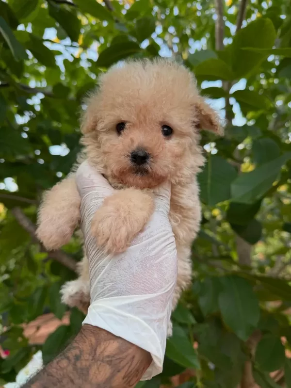 Toy Poodle Bebekleri
