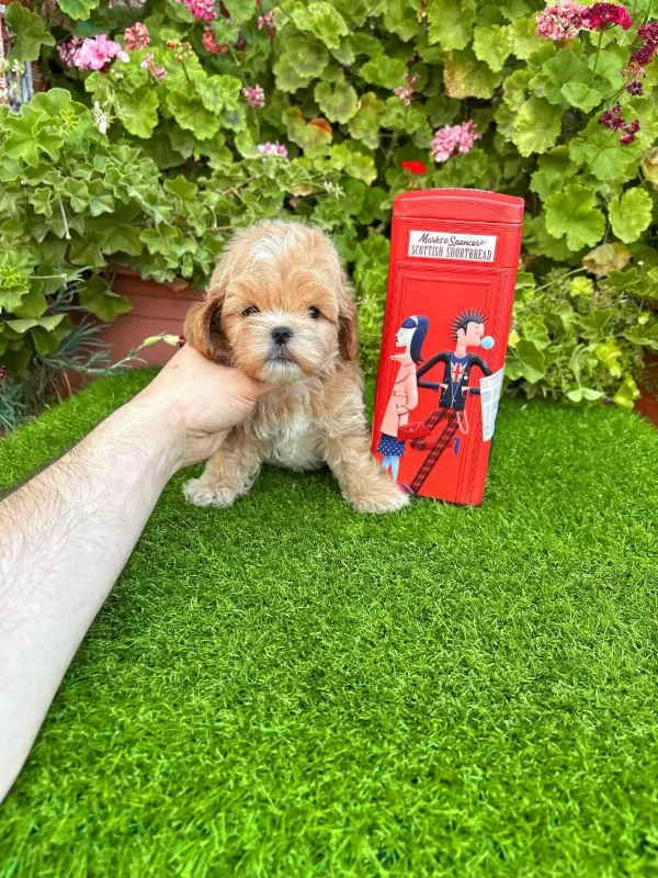 Kore Maltipoo Terier Degildir Lütfen Dikkate Alınız