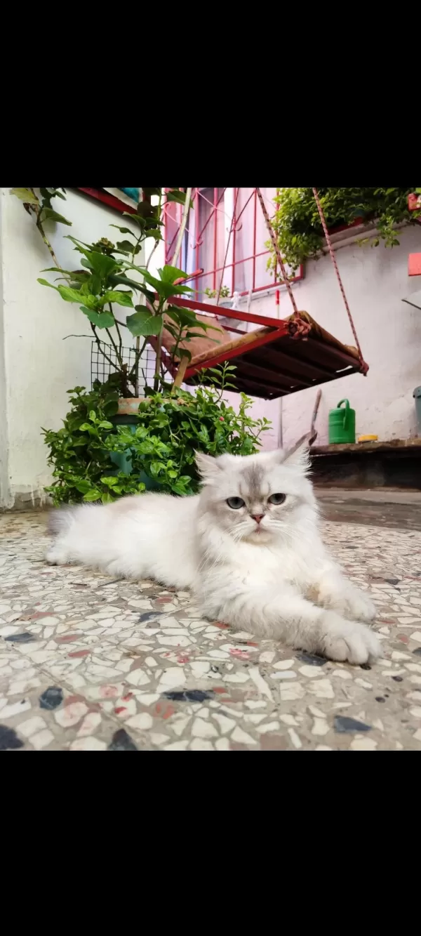Scottish Extra Longhair Uzun Tüy Mavi Göz