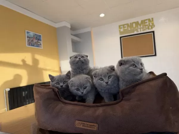 En Güzel British Shorthair Yavrulari Burada