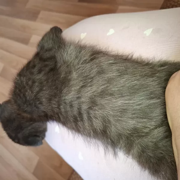 Erkek 3 Aylık Ücretli Scottish Fold