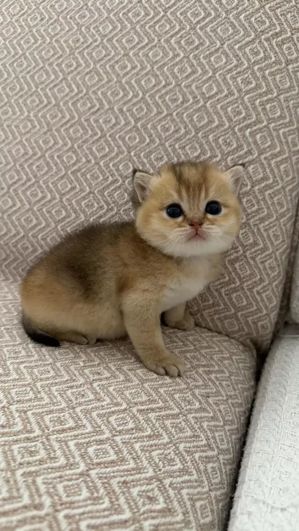 Dişi Golden British Shorthair Bebekler