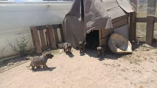 45 Günlük Belçika Malinois İrkı