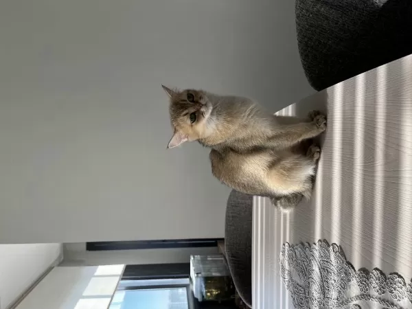 British Shorthair Ücretsiz Sahiplendirilecektir
