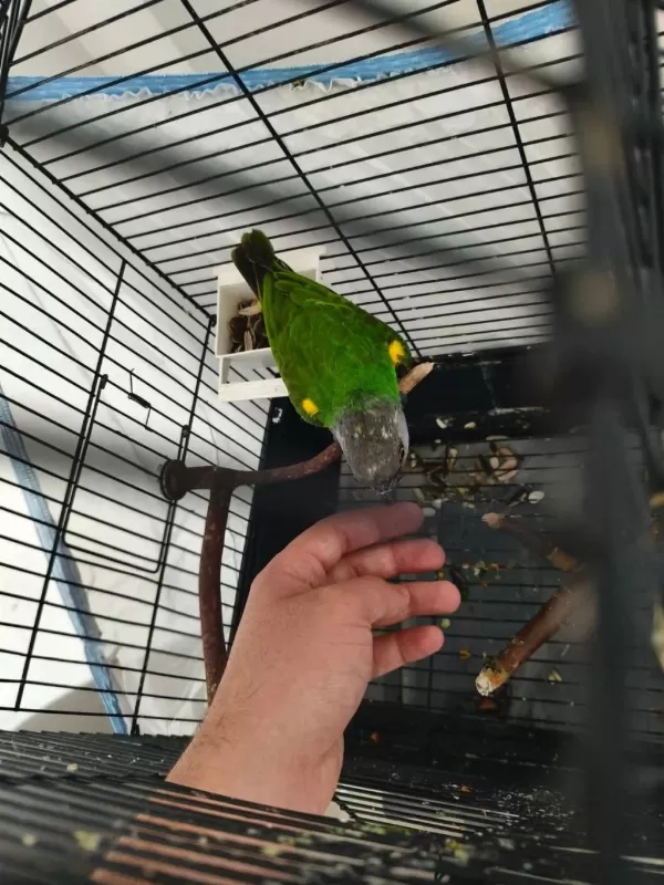 Acil Satılık Senegal Papağanı