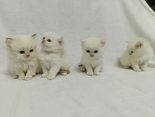 British Longhair Bebişlerimiz