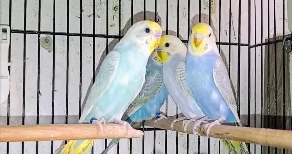 Hazır Takım Muhabbet Kuşları Rainbowlar