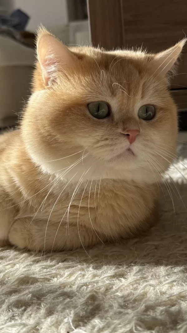 Babasi Şecereli Golden Kedilere Yuva Ariyoruz