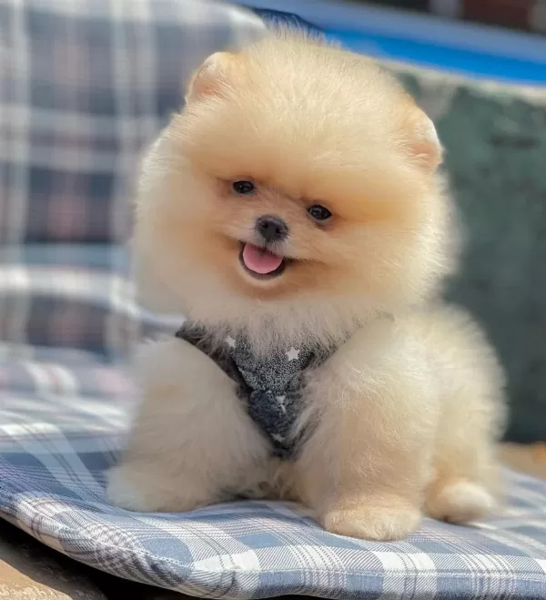 Safkan Pomeranian Boo Bebekler