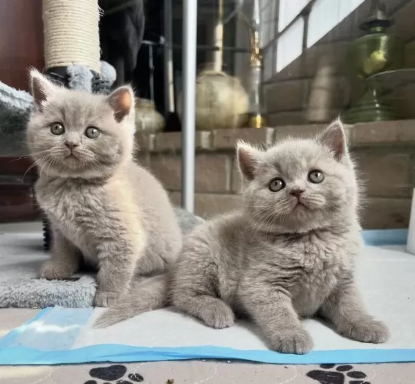 Harika British Shorthair