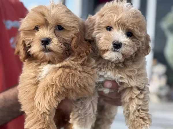 Yasal Ruhsatlı Çiftlikten Garantili Maltipoo