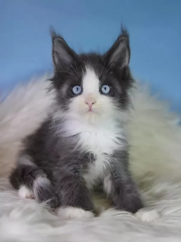 Özel Maine Coon Erkek Mavi Gözlü