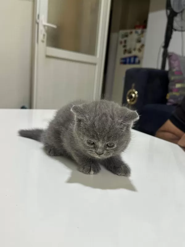 British Shorthair Gri Ve Beyaz Yavru (dişi)