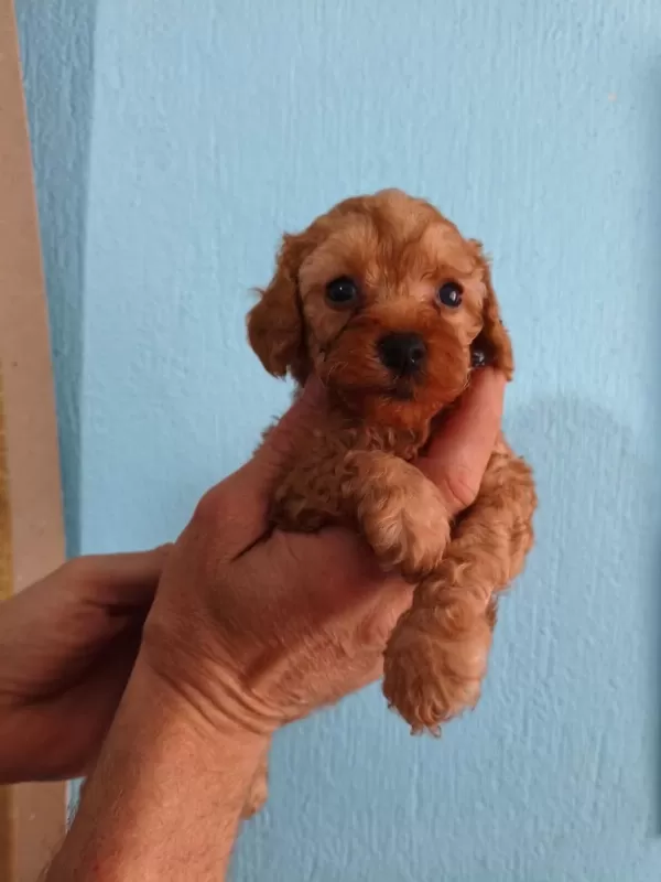 Red Toy Poodle Yavrular İzmir Elden Teslim