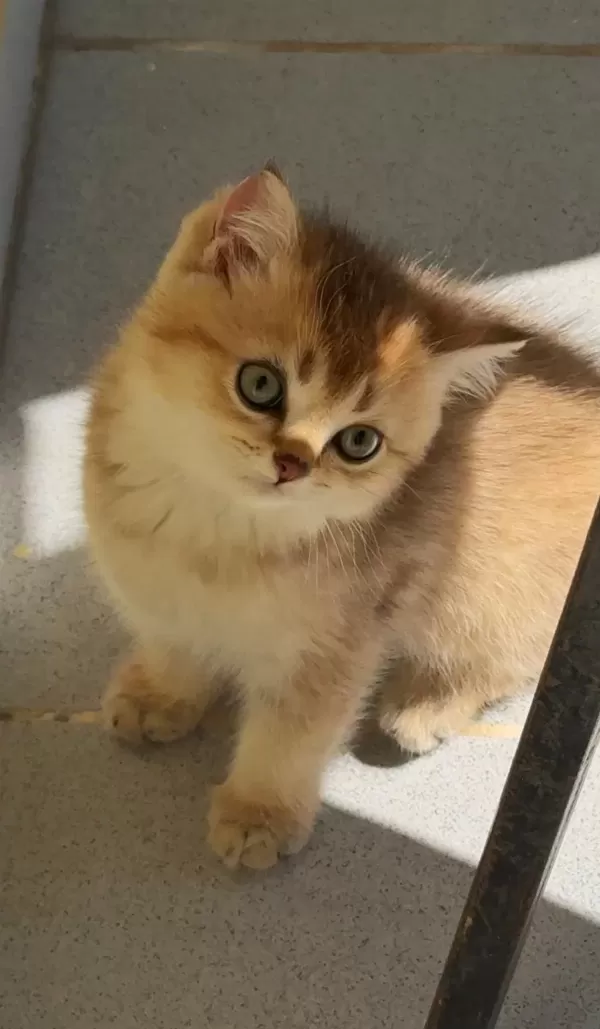Uyguna Golden British Shorthair Yavrular