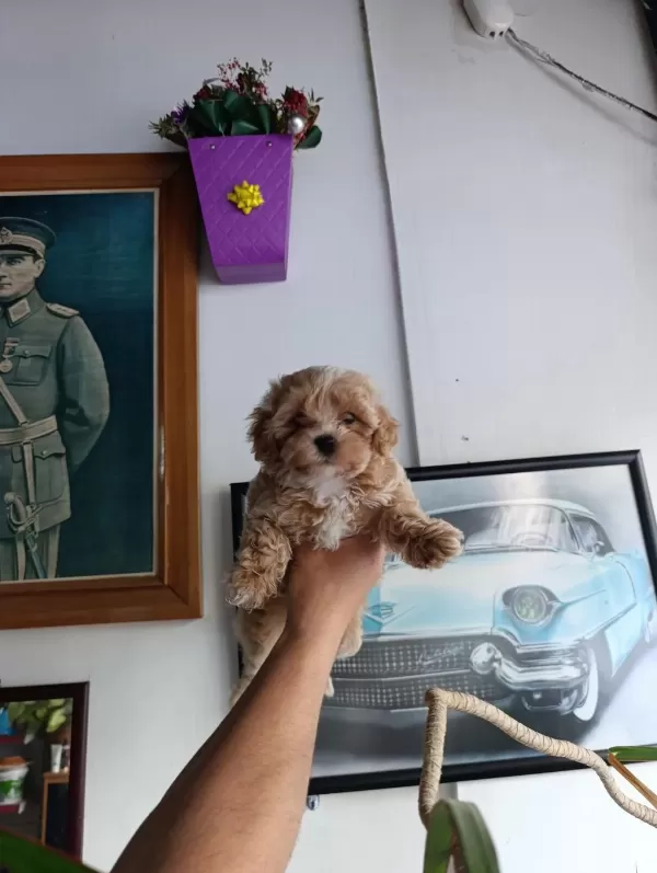 Sevimli Maltipoo Bebekler
