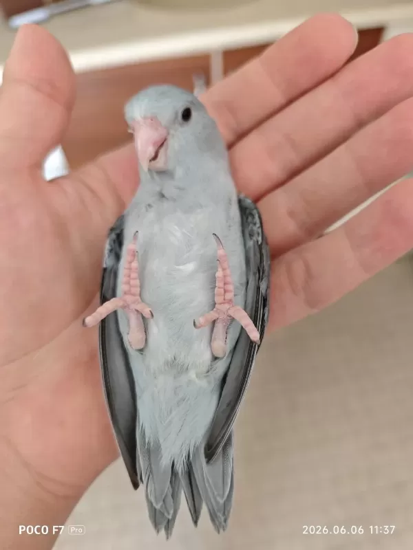Forpus Papağanı 40 Günlük