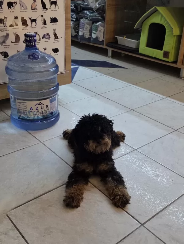 Özel Renk 9 Aylik Dişi Toy Poodle